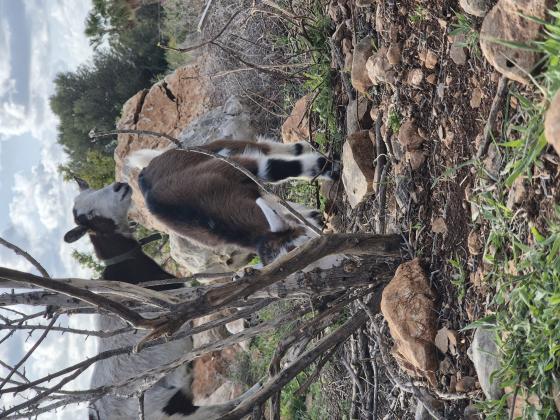 גדי חצי ננסי קטן יפיפה