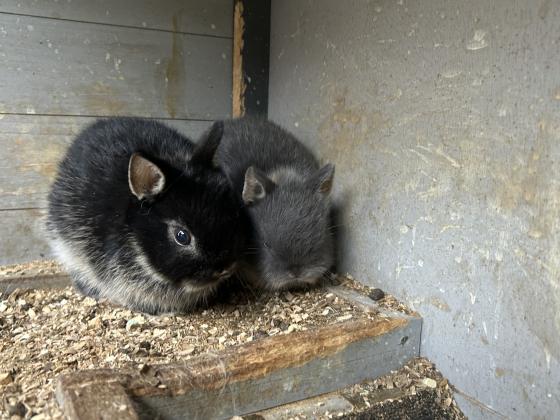 ארנב ננסי מתוק כבן חודש וחצי