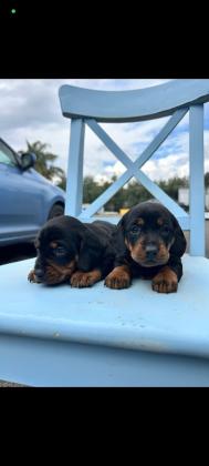 גורי תחש מושלמים!!!!  המלטה