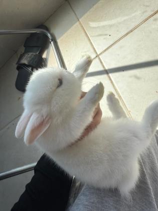 ארנב הולנדי ננסי צבע לבן