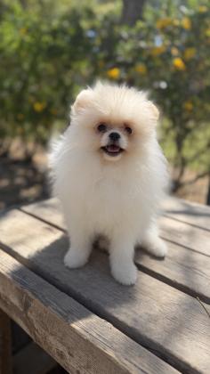 זכר פומרניין מתוק בן 4