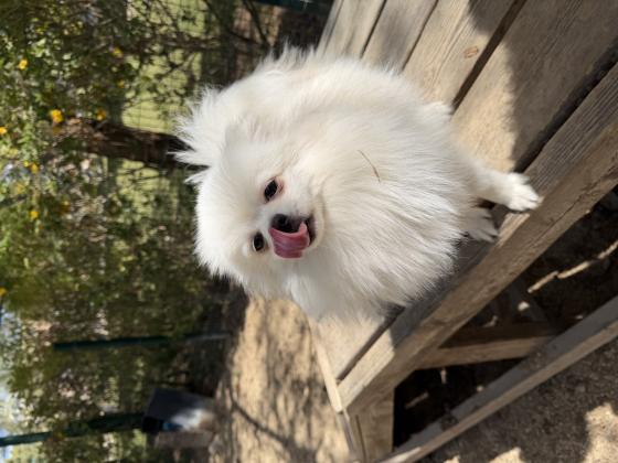 ליאו גור פומרניין בן 10