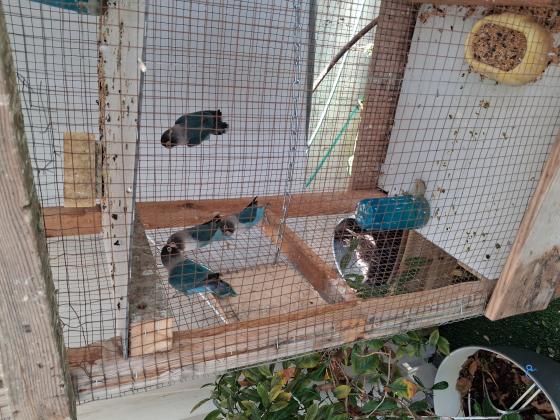 תוכי האבה במגוון צבעים גמיש