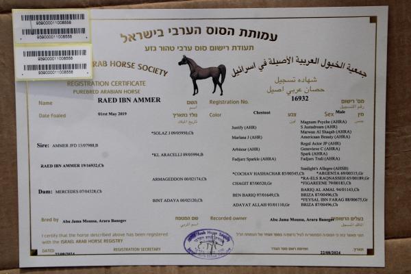סוס ערבי עם תעודה אופי