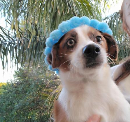 גורי שועלי, בני 5 חודשים,