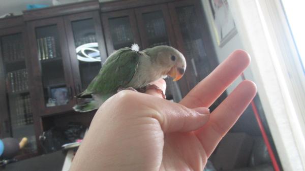 גוזל של ציפורי אהבה האכלת