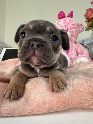 גורים בולדוג צרפתי))