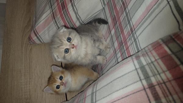 גורות סקוטיות מהממות בנות חודש