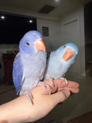 דררות קלירטיילים במופעים מיוחדים מהממים,