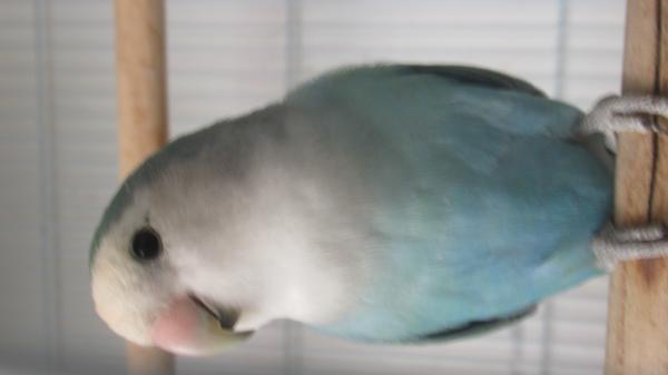 זוג ציפורי אהבה עובדים מעולה