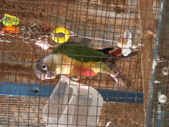 מוציא : מספר יחידות ילו