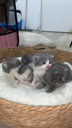 זכר בריטי גזעי רנה גבוהה