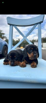 גורי תחש מושלמים!!!!  המלטה