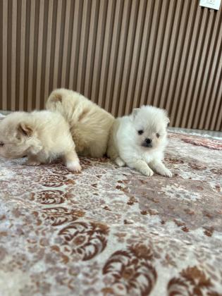 גורי פומרניאן ננסי יהיו מוכנים