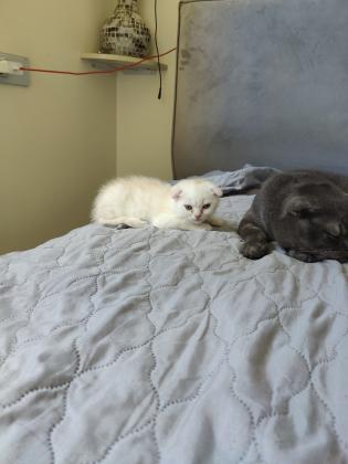 גור סקוטי פולד מרגל לאוכל