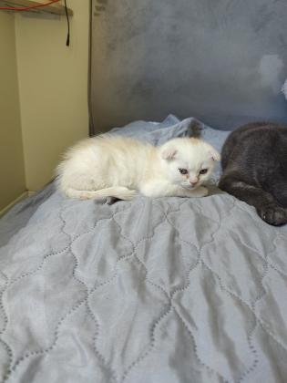 גור סקוטי פולד מרגל לאוכל