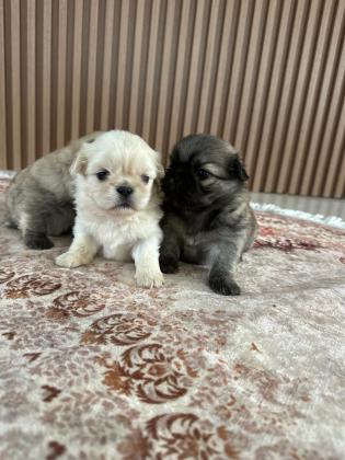 גורי פקינז מהממים יהיו מוכנים