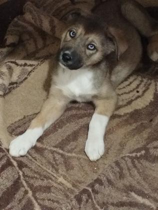 גורי בורדר קולי מעורב לברדור,