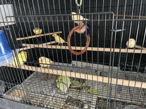 למכירה כלוב גדול כולל ציוד