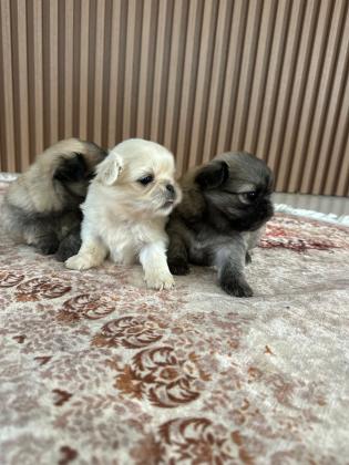 גורי פקינז מהממים יהיו מוכנים