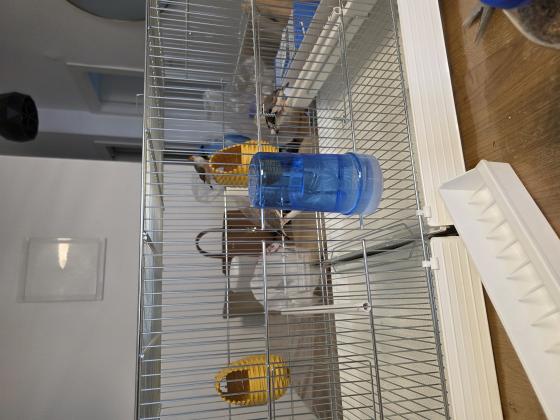 למכירה 2 זוגות פינקים פלוס