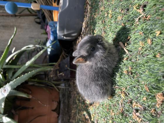 ארנב ננסי מתוק כבן חודש וחצי