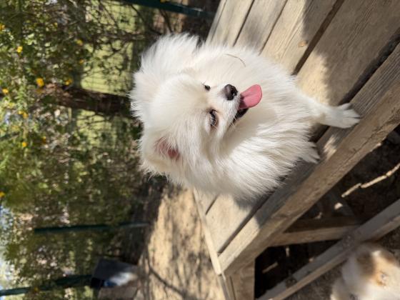 ליאו גור פומרניין בן 10