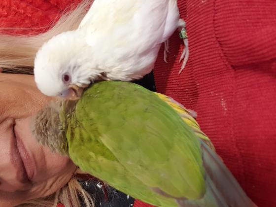 3 סוגים של תוכים קטנים