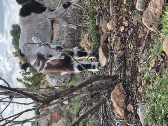 גדי חצי ננסי קטן יפיפה