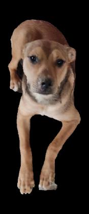 גור פיטבול בן 6 חודשים,