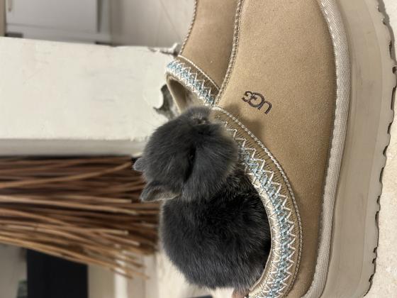 ארנב ננסי מתוק כבן חודש וחצי