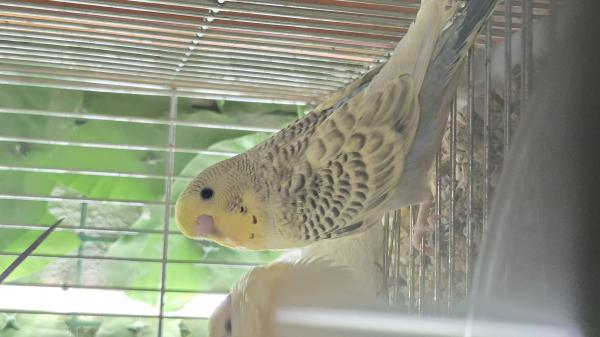 תוכונים במופעים מתקדמים מטובעים ומושלמים