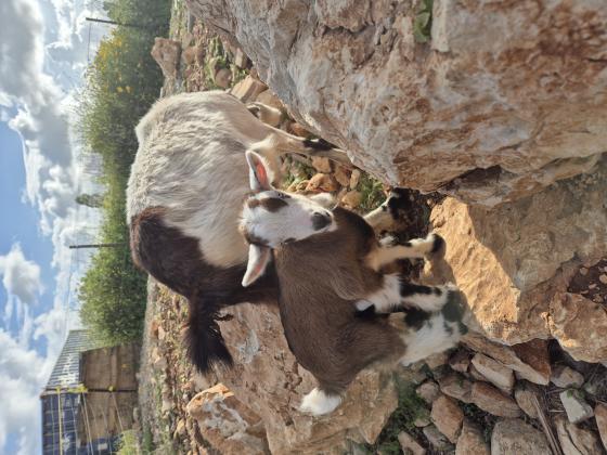 גדי חצי ננסי קטן יפיפה