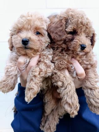 למכירה 2 זכרים ו נקבה