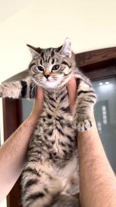 נקבה סקוטית אוהבת לשחק ולאכול