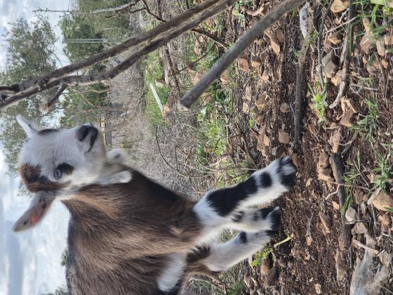 גדי חצי ננסי קטן יפיפה
