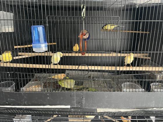 למכירה כלוב גדול כולל ציוד