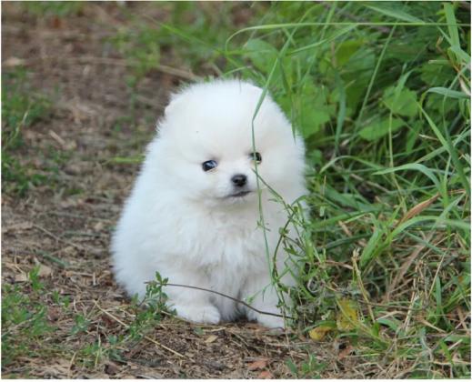 גורי פומרניין טדי בר וואוו!!!
