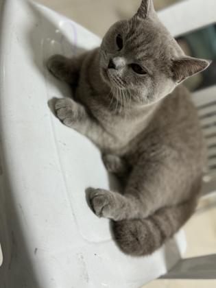 חתולה ממש חמודה אוהבת ילדים