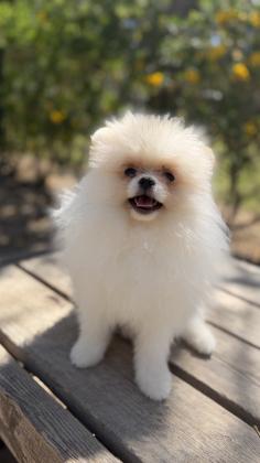 זכר פומרניין מתוק בן 4