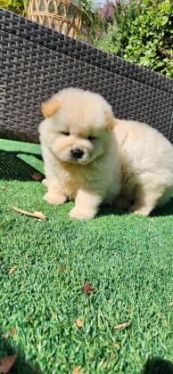 גורי צאו מהממים לאחר