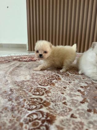 גורי פומרניאן ננסי יהיו מוכנים