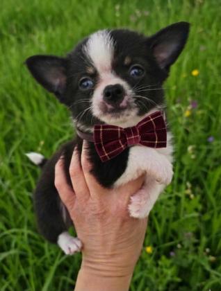 גור ציוואווה ננסי קטן מושלם