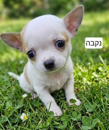 גורי ציוואווה מיני ננסי זכרים