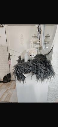 גור כלבים מסוג סקוטי פולד