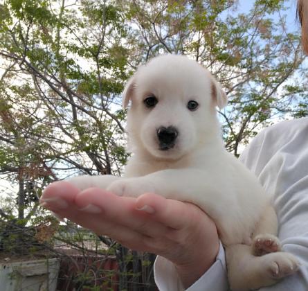 גורי האסקי סיבירי, בני חודש