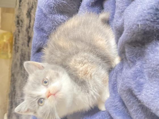 נקבה בריטית גזעית רמה גבוהה