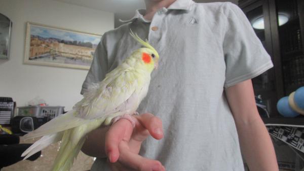 ידידותי ביותר, האכלת יד ברמה