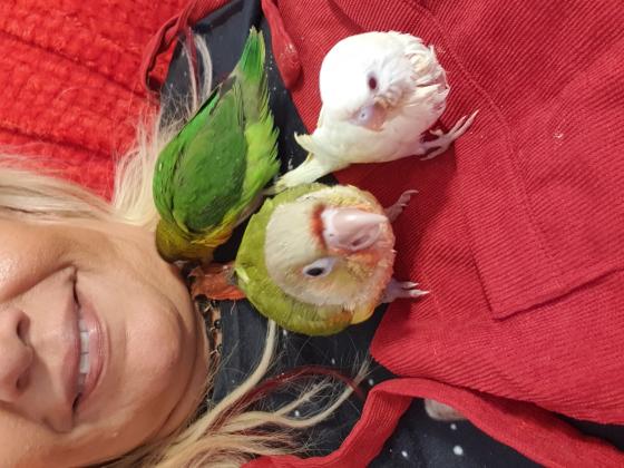 3 סוגים של תוכים קטנים