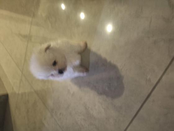 גורי פורמניין זכרים לבנים מהממים